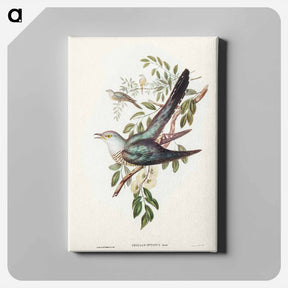 アートパネル-Australian Cuckoo
 - ジョン グールド Canvas.