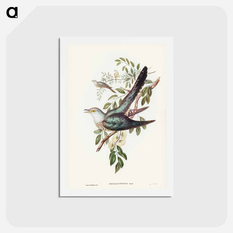 アートポストカード-Australian Cuckoo
 - ジョン グールド Postcard.