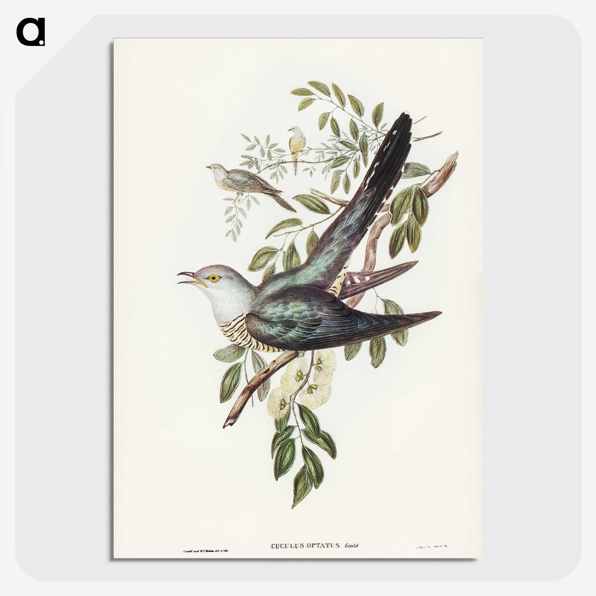 3-38_John-Gould_picture-crop