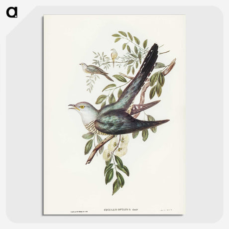 3-38_John-Gould_picture-crop