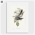 3-38_John-Gould_picture