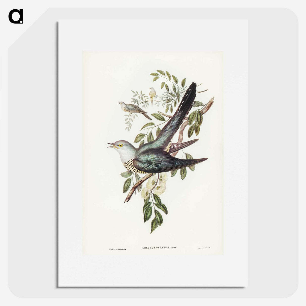 3-38_John-Gould_picture