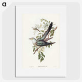 3-38_John-Gould_picture