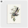 3-38_John-Gould_postcard