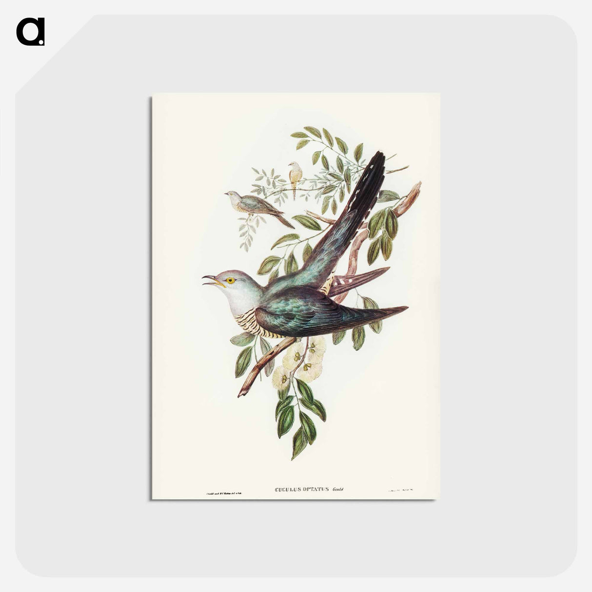 アートポストカード-Australian Cuckoo
 - ジョン グールド Postcard.