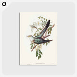 アートポストカード-Australian Cuckoo
 - ジョン グールド Postcard.