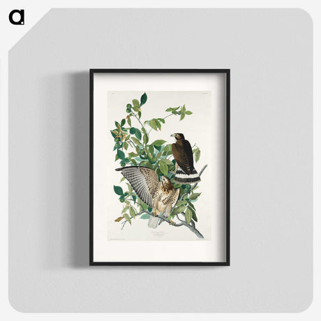 3-38_John-James-Audubon_blk