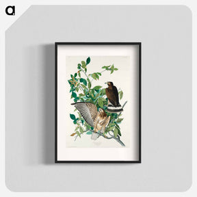 アートポスター-Broad-winged Hawk
 - ジョン ジェームス オーデュボン Poster.