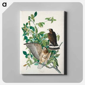 アートパネル-Broad-winged Hawk
 - ジョン ジェームス オーデュボン Canvas.