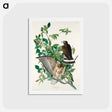 アートポストカード-Broad-winged Hawk
 - ジョン ジェームス オーデュボン Postcard.