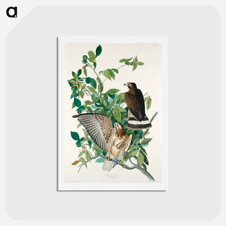 アートポストカード-Broad-winged Hawk
 - ジョン ジェームス オーデュボン Postcard.