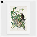 3-38_John-James-Audubon_picture