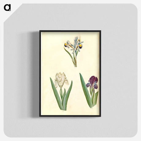 3-38_Maria-Sibylla-Merian_blk-crop