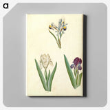 3-38_Maria-Sibylla-Merian_canvas