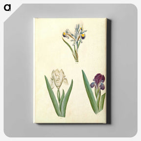 3-38_Maria-Sibylla-Merian_canvas