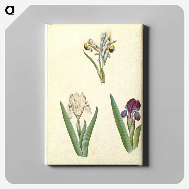 3-38_Maria-Sibylla-Merian_canvas