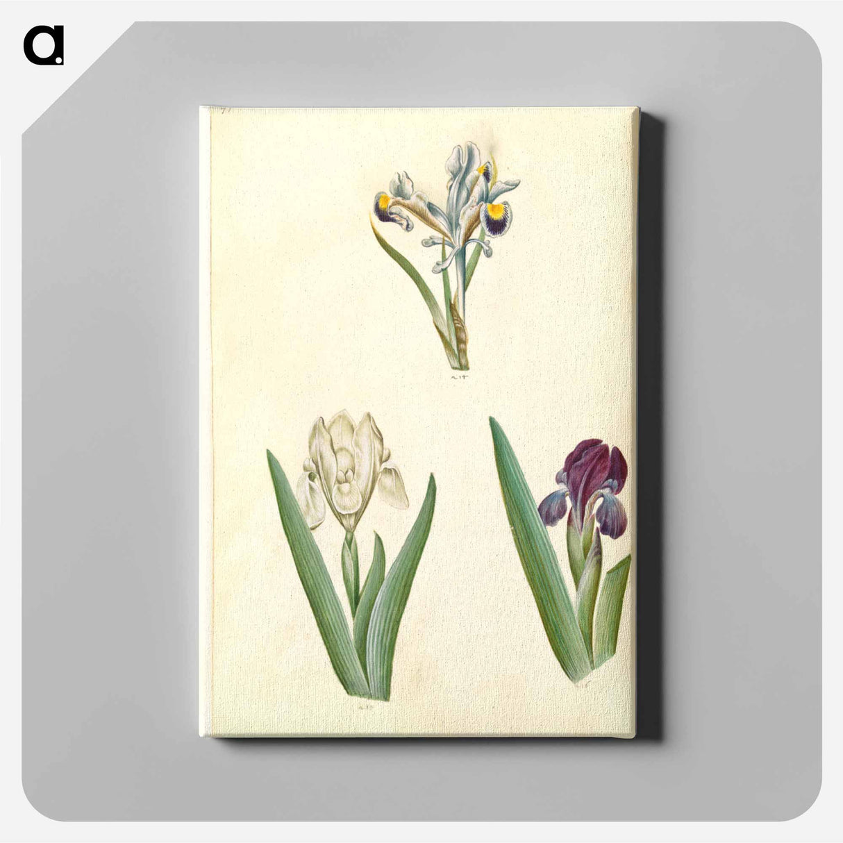 アートパネル-Persian and Dwarf Irises
 - マリア ジビーラ メーリアン Canvas.