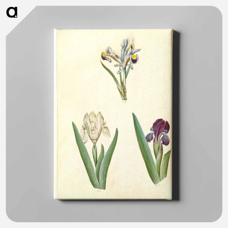 アートパネル-Persian and Dwarf Irises
 - マリア ジビーラ メーリアン Canvas.