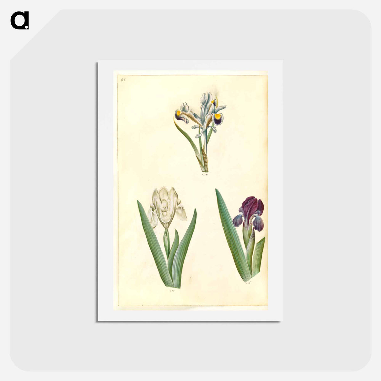 アートポストカード-Persian and Dwarf Irises
 - マリア ジビーラ メーリアン Postcard.