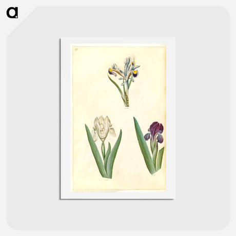 アートポストカード-Persian and Dwarf Irises
 - マリア ジビーラ メーリアン Postcard.