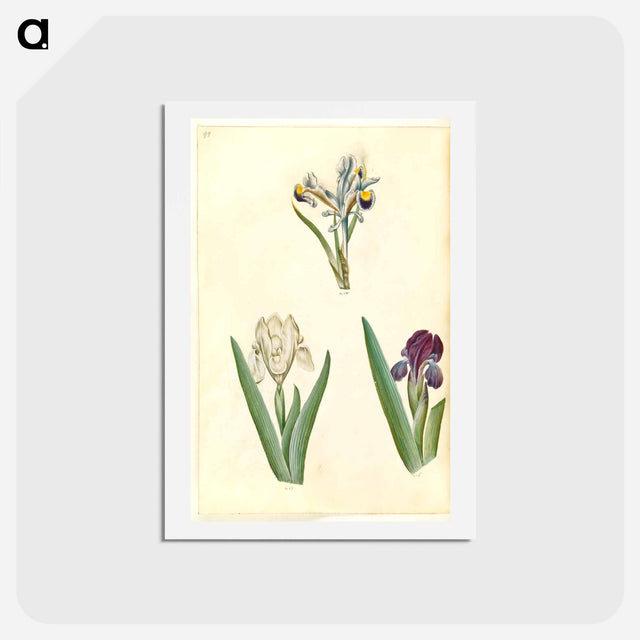 アートポストカード-Persian and Dwarf Irises
 - マリア ジビーラ メーリアン Postcard.