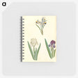 3-38_Maria-Sibylla-Merian_memo