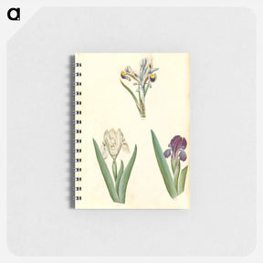 アートメモ帳-Persian and Dwarf Irises
 - マリア ジビーラ メーリアン Memo.