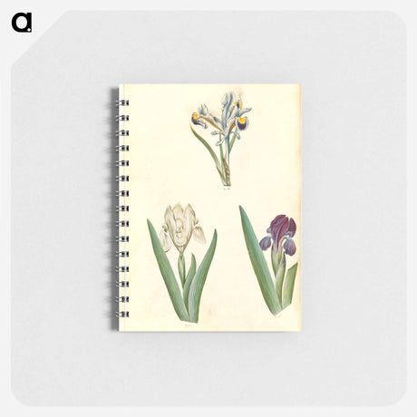 アートメモ帳-Persian and Dwarf Irises
 - マリア ジビーラ メーリアン Memo.