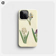 3-38_Maria-Sibylla-Merian_phone
