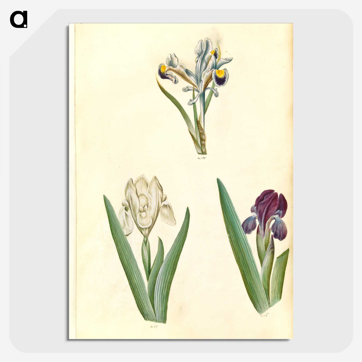 3-38_Maria-Sibylla-Merian_picture-crop