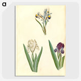 3-38_Maria-Sibylla-Merian_picture-crop