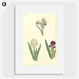 3-38_Maria-Sibylla-Merian_picture