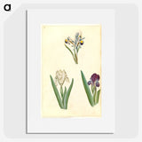 3-38_Maria-Sibylla-Merian_picture