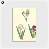 アートポストカード-Persian and Dwarf Irises
 - マリア ジビーラ メーリアン Postcard.