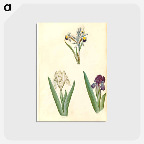 アートポストカード-Persian and Dwarf Irises
 - マリア ジビーラ メーリアン Postcard.