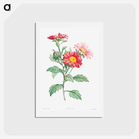 アートポストカード-Red aster - ピエール ジョゼフ ルドゥーテ Postcard.