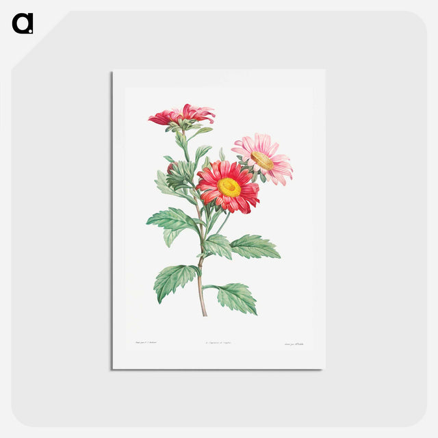 アートポストカード-Red aster - ピエール ジョゼフ ルドゥーテ Postcard.