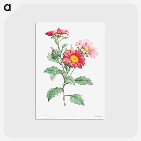 アートポストカード-Red aster - ピエール ジョゼフ ルドゥーテ Postcard.