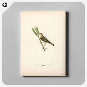 アートパネル-Sedge Warbler
 - スヴェンスカ フォグラル Canvas.