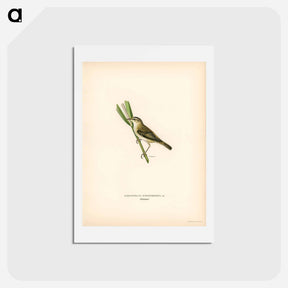 アートポストカード-Sedge Warbler
 - スヴェンスカ フォグラル Postcard.