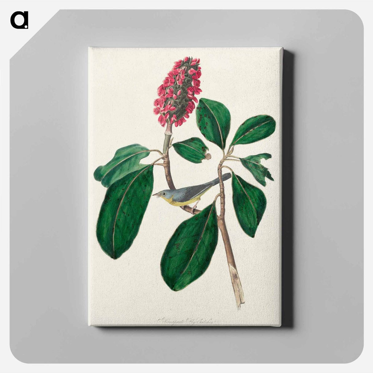 アートパネル-Bonaparte's Flycatcher from Birds of America
 - アメリカの鳥たち Canvas.