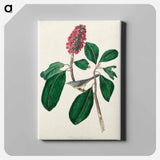 アートパネル-Bonaparte's Flycatcher from Birds of America
 - アメリカの鳥たち Canvas.
