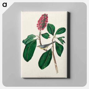 アートパネル-Bonaparte's Flycatcher from Birds of America
 - アメリカの鳥たち Canvas.