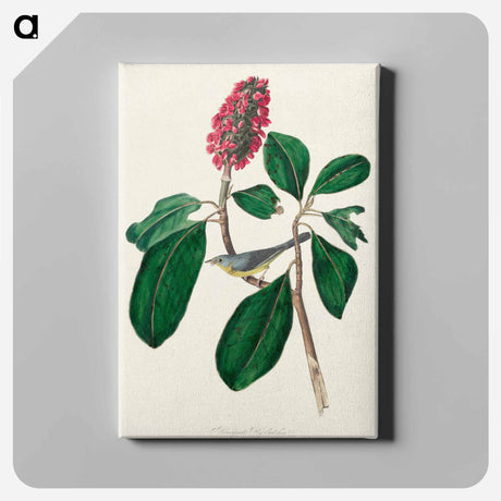 アートパネル-Bonaparte's Flycatcher from Birds of America
 - アメリカの鳥たち Canvas.
