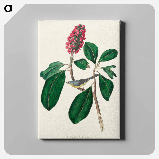 アートパネル-Bonaparte's Flycatcher from Birds of America
 - アメリカの鳥たち Canvas.