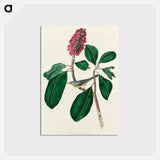 アートポストカード-Bonaparte's Flycatcher from Birds of America
 - アメリカの鳥たち Postcard.