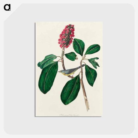 アートポストカード-Bonaparte's Flycatcher from Birds of America
 - アメリカの鳥たち Postcard.