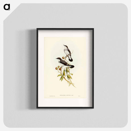 アートポスター-White-tailed Robin
- オーストラリアの鳥 Poster.