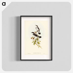 アートポスター-White-tailed Robin
 - オーストラリアの鳥 Poster.