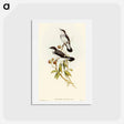アートポストカード-White-tailed Robin
 - オーストラリアの鳥 Postcard.